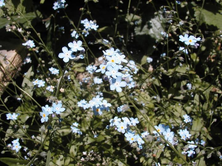 Myosotis des alpes 